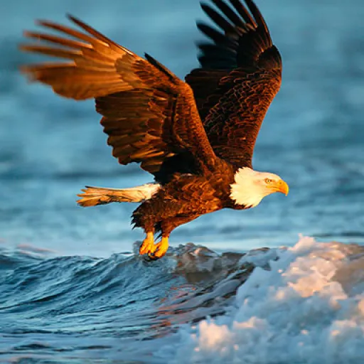 Animals Jigsaw Puzzle Eagle