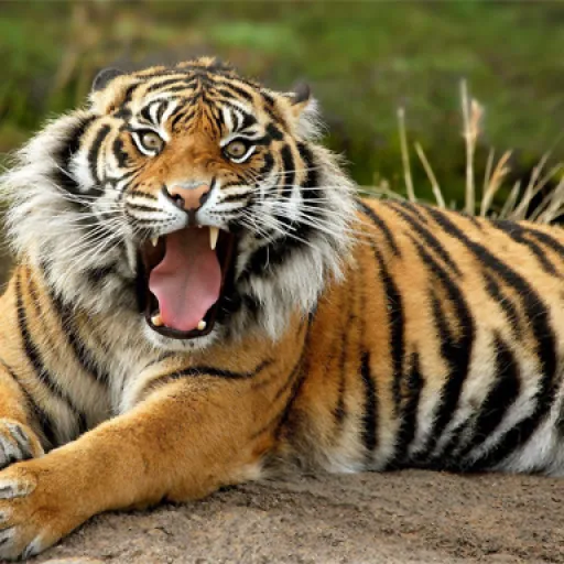 Animals Jigsaw Puzzle Tiger