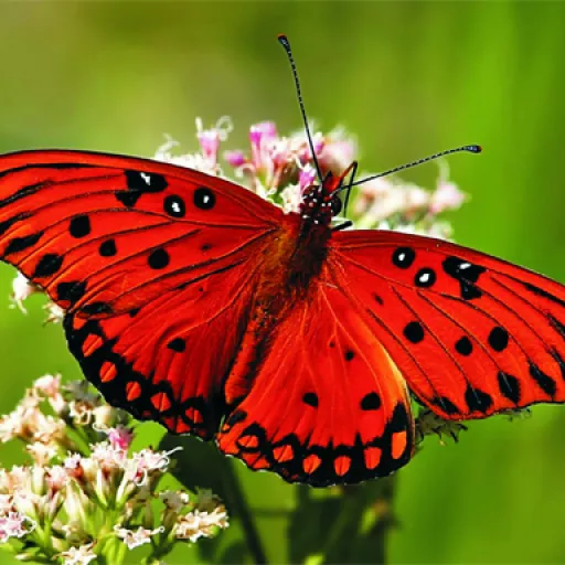 Nature Jigsaw Puzzle Butterfly